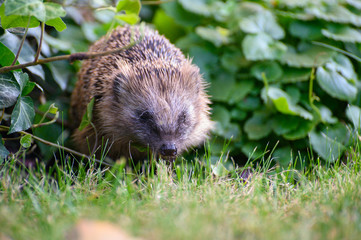 igel auf Wiese bei Nahrungssuche