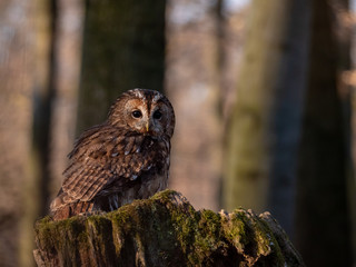 Tawny owl (Strix aluco) in spring forest. Tawny owl sits on tree. Tawny owl and sping background.