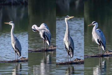 Grey heron (Ardea cinerea), Auvergne, France.