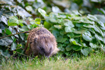 igel auf Wiese bei Nahrungssuche