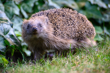 igel auf Wiese bei Nahrungssuche