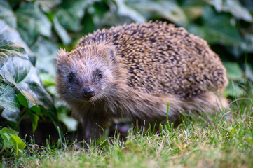 igel auf Wiese bei Nahrungssuche