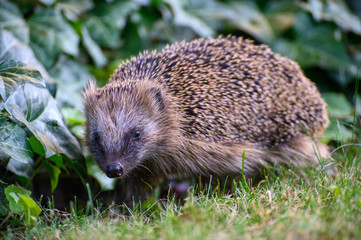 igel auf Wiese bei Nahrungssuche