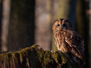 Tawny owl (Strix aluco) in spring forest. Tawny owl sits on tree. Tawny owl and sping background.