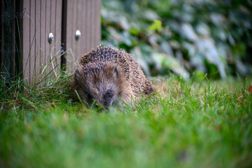 igel auf Wiese bei Nahrungssuche