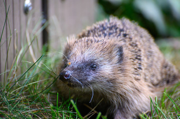 igel auf Wiese bei Nahrungssuche