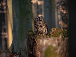 Tawny owl (Strix aluco) in spring forest. Tawny owl sits on tree. Tawny owl and sping background.