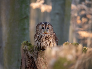 Tawny owl (Strix aluco) in spring forest. Tawny owl sits on tree. Tawny owl and sping background.