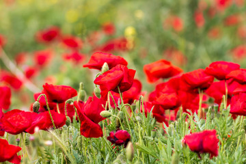 Poppies in the green field