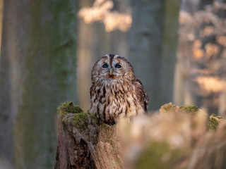 Tawny owl (Strix aluco) in spring forest. Tawny owl sits on tree. Tawny owl and sping background.