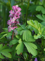 Lerchensporn im Frühjahr