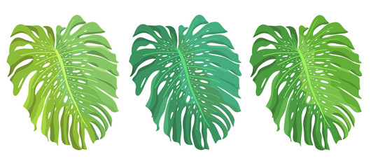 Monstera tropical  Petals isolated tree color option 