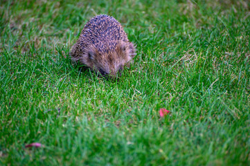 igel auf Wiese bei Nahrungssuche