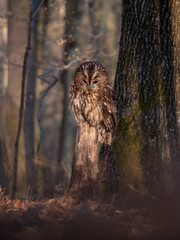 Tawny owl (Strix aluco) in spring forest. Tawny owl sits on tree. Tawny owl and sping background.