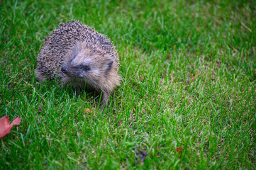 igel auf Wiese bei Nahrungssuche