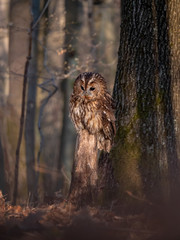 Tawny owl (Strix aluco) in spring forest. Tawny owl sits on tree. Tawny owl and sping background.