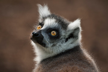 Kijk die gele ogen van de ringstaartmaki