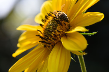 Sonnenblume Fruchtkörper mit Biene