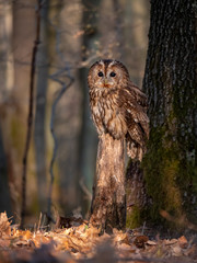 Tawny owl (Strix aluco) in spring forest. Tawny owl sits on tree. Tawny owl and sping background.