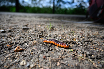 Raupe Weidenbohrer auf Fahrbahn