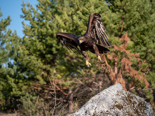 Golden eagle (Aquila chrysaetos) in flyight. Golden eagle portrait. Golden eagle sitting flying. Golden eagle landing on rock.
