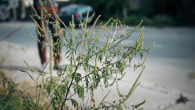 Bushes of ragweed or ambrosia in urban areas, causing allergic reactions to sensitive population 