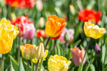 Obraz na płótnie Canvas Nature Colorful Tulips