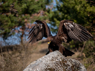 Golden eagle (Aquila chrysaetos) in flyight. Golden eagle portrait. Golden eagle sitting flying. Golden eagle landing on rock.