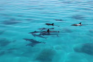 group of dolphins with families and babies