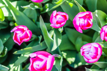 Nature Colorful Tulips