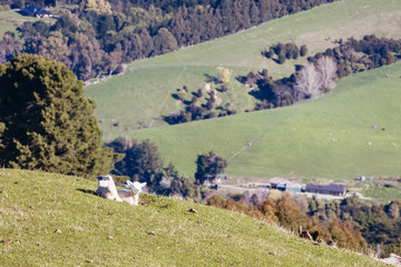Fototapeta na wymiar Banks Peninsula Sheep