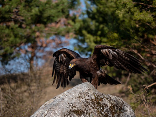 Golden eagle (Aquila chrysaetos) in flyight. Golden eagle portrait. Golden eagle sitting flying. Golden eagle landing on rock.
