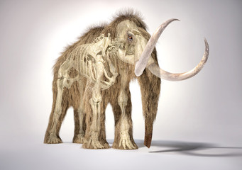 Obraz premium Woolly mammoth with skeleton in ghost effect, front perspective view.
