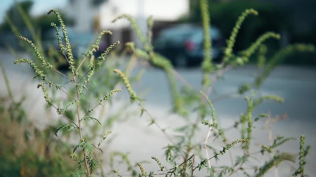 Bushes of ragweed or ambrosia in urban areas, causing allergic reactions to sensitive population 