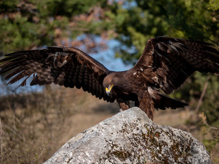 Golden eagle (Aquila chrysaetos) in flyight. Golden eagle portrait. Golden eagle sitting flying. Golden eagle landing on rock.