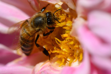 Biene auf Dahlie