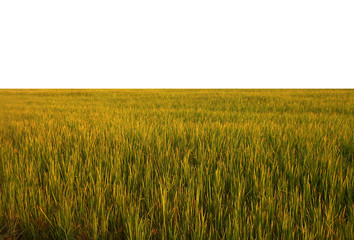 rice plant isolated on white background.