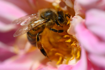 Biene auf Dahlie