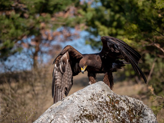 Golden eagle (Aquila chrysaetos) in flyight. Golden eagle portrait. Golden eagle sitting flying. Golden eagle landing on rock.