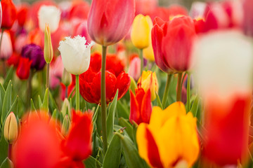 Nature Colorful Tulips