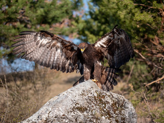 Golden eagle (Aquila chrysaetos) in flyight. Golden eagle portrait. Golden eagle sitting flying. Golden eagle landing on rock.
