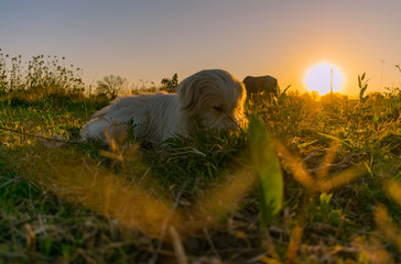 Perro de Campo con el Sol Detrás