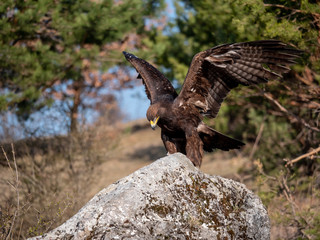 Golden eagle (Aquila chrysaetos) in flyight. Golden eagle portrait. Golden eagle sitting flying. Golden eagle landing on rock.