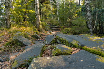 birch mountain forest scenery landscape of Finland with a lot of stones foreground and spring green trees foliage background 