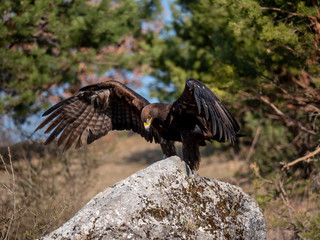 Golden eagle (Aquila chrysaetos) in flyight. Golden eagle portrait. Golden eagle sitting flying. Golden eagle landing on rock.