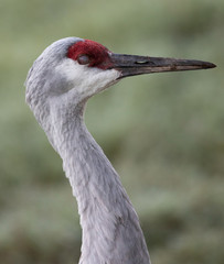 crowned crane