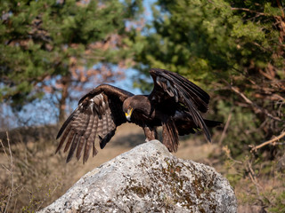 Golden eagle (Aquila chrysaetos) in flyight. Golden eagle portrait. Golden eagle sitting flying. Golden eagle landing on rock.
