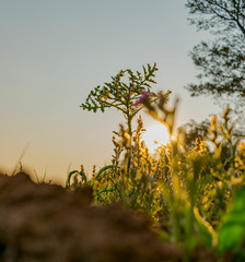 Hierba Tutiá al Atardecer
