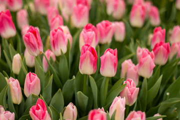Obraz premium Nature Colorful Tulips