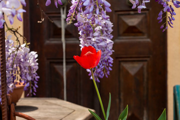 Nature Colorful Tulips